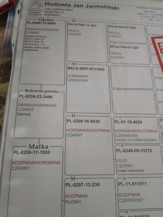 Samice pocztowe z rodowodem