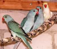 Выкормыши Ожереловые попугаи,молоды,ьелые,желтые,синие,зеленые
