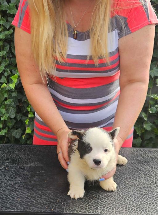 Welsh Corgi Cardigan