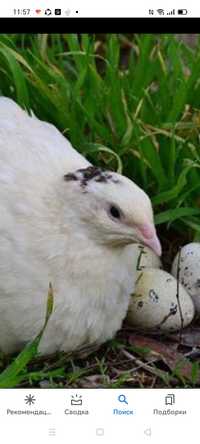 Инкубационное яйцо перепелов породы Техасец