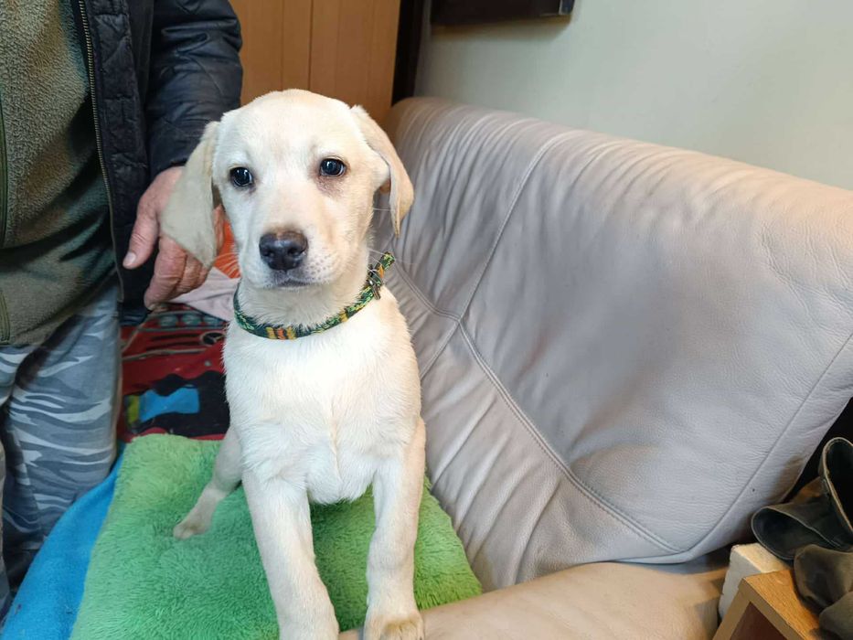 Labrador szczeniak [ jasny ]