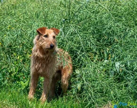 Miły, przyjacielski psiak TROLUŚ ogląda się za domkiem!