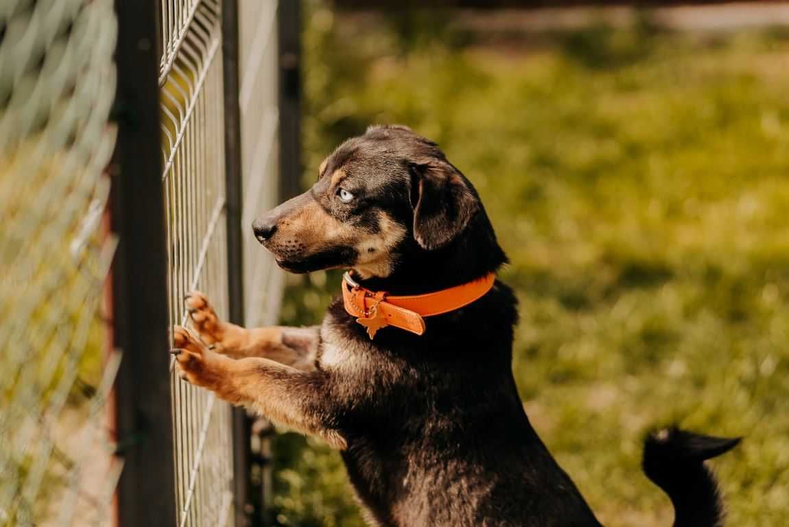 Różnooki Ważniak poleca się do adopcji!!!