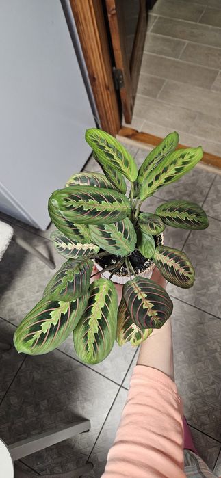 Маранта трехцветная