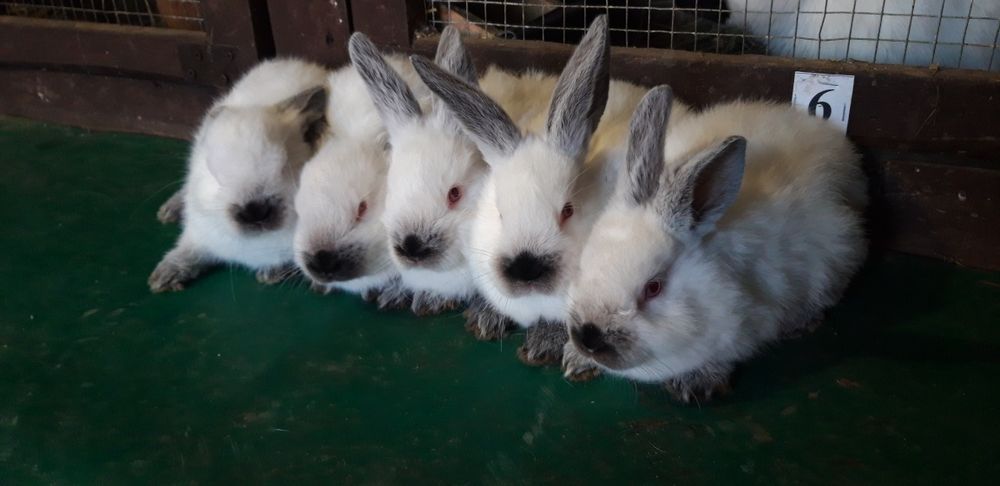 Kroliki Kalifornijski Czarny Królik KC króliki