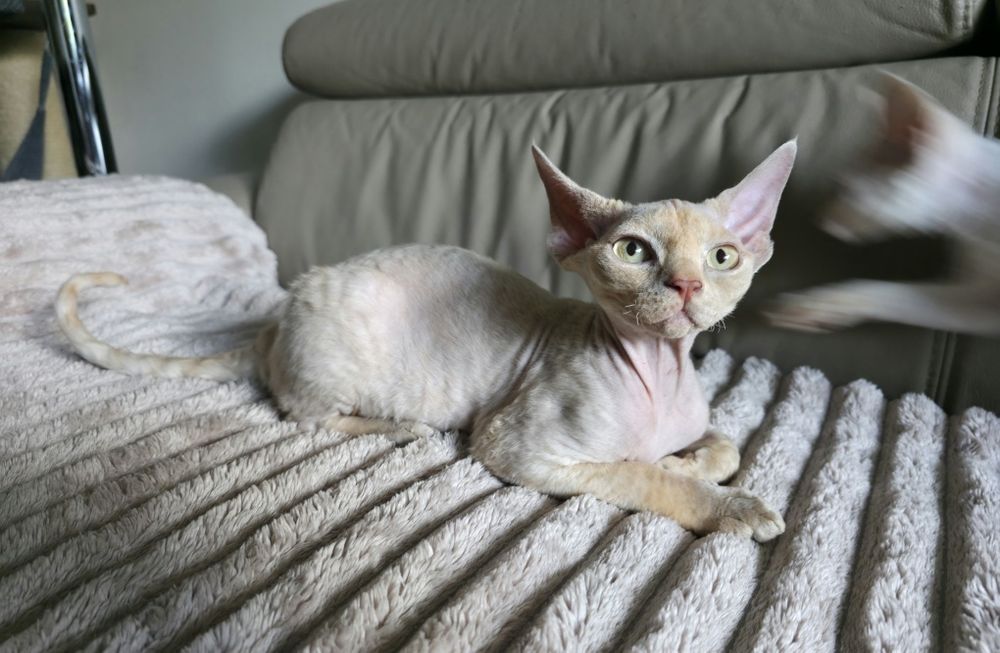 Devon Rex - Płowa szylkretka - dziewczynka - Gotowa do odbioru - Trójm