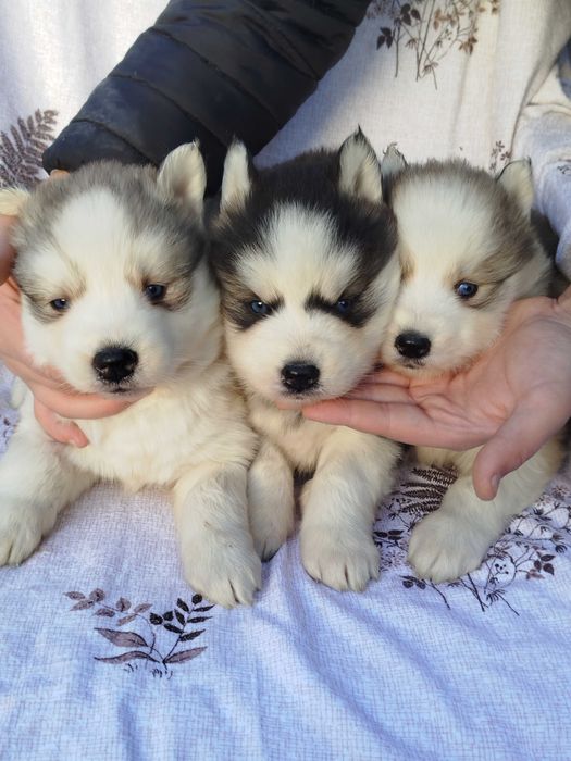 Siberian Husky suczka tel.-5.7.5.3.0.2.0.3.9.