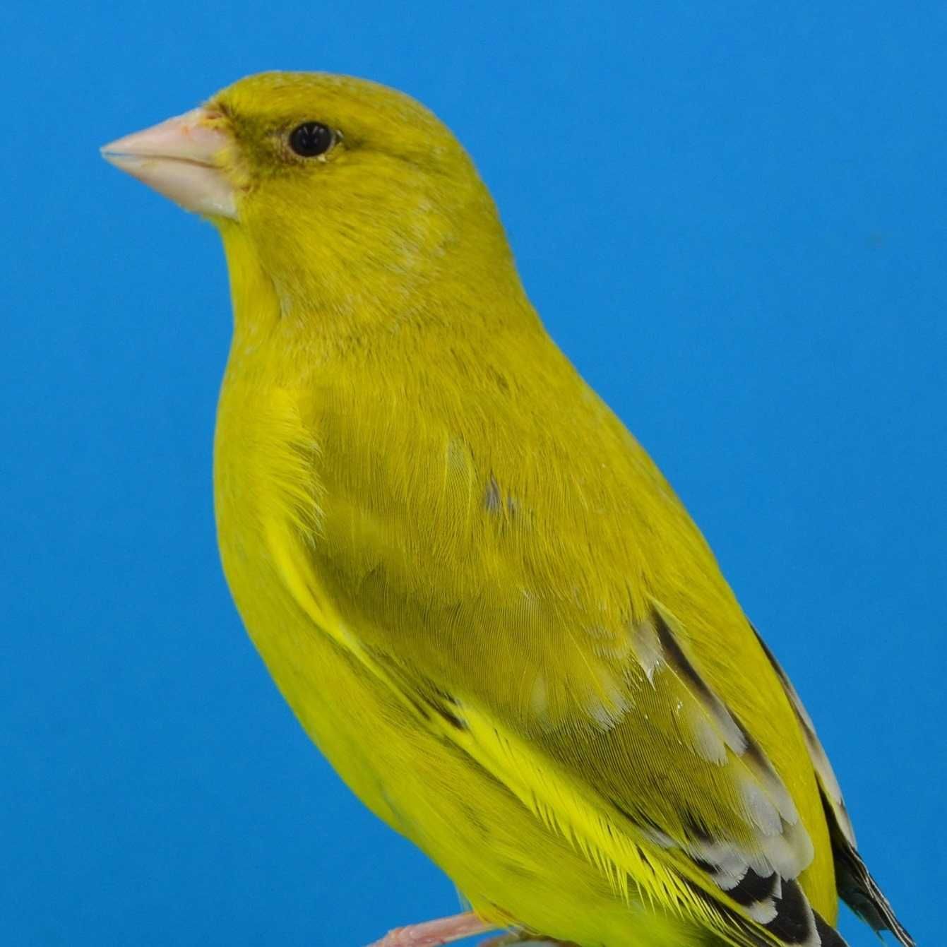 Várias Aves de Fauna  2024/2025