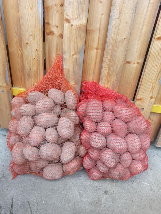 Bellaroza Ziemniaki jadalne ekologiczne