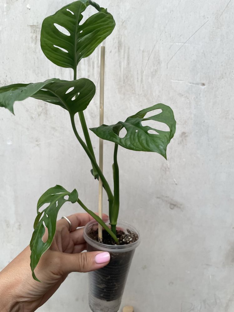 Монстерка манкі(monstera adansonii)