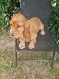 Suczka cocker spaniel angielski