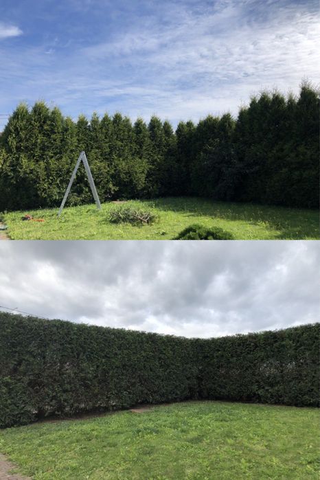 Стрижка туй, живоплоту. Чистка території,обрізка дерев,догляд за садом