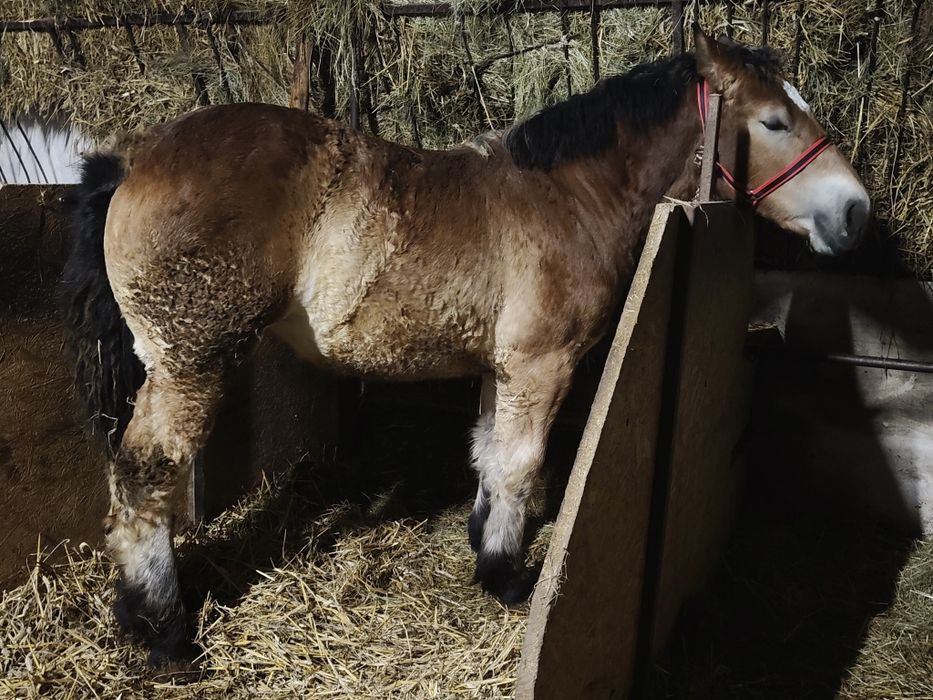 Źrebica 9 msc PKZ sztum  _ licencja _ Piękna budowa