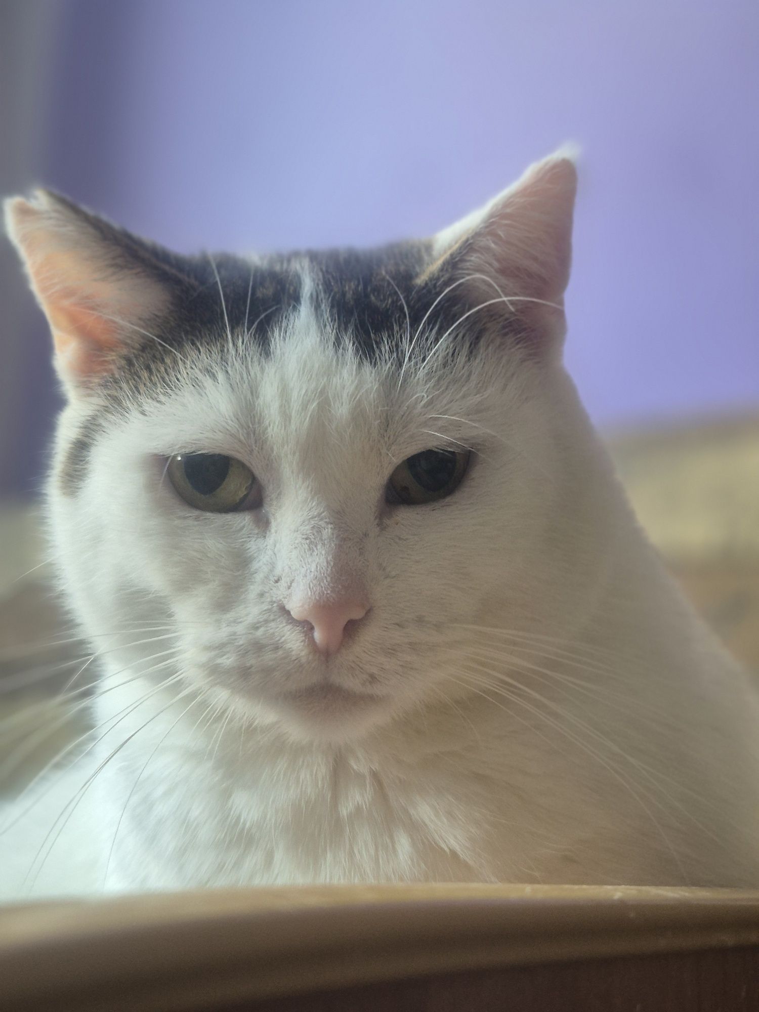 Koteczka Balbinka do pilnej adopcji