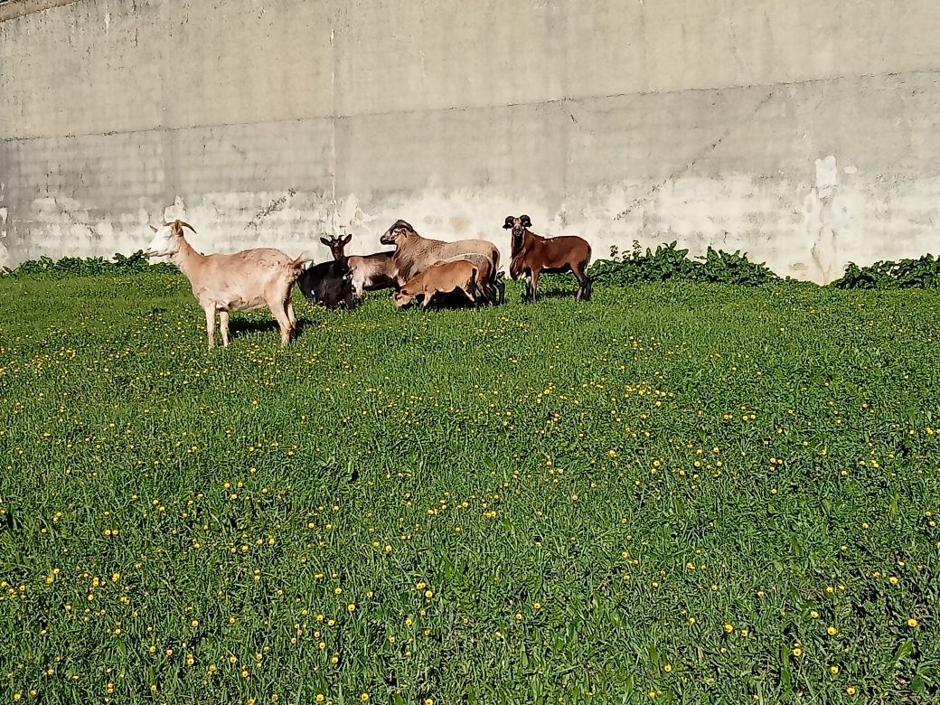 Cabras anãs machos para ceder