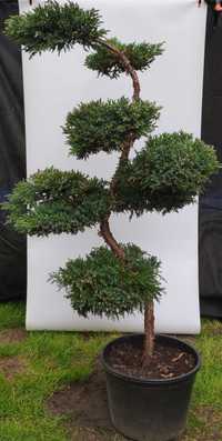 Bonsai Niwaki Jałowiec Blue Carpet,