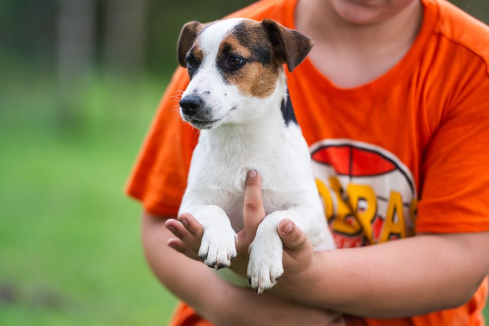 Suczka gładkowłosa Jack Russell Terrier ZKwP