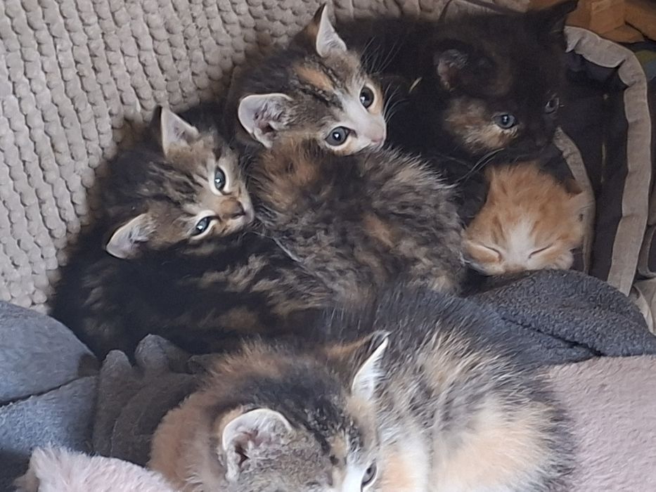 Kociaki szukaja domu