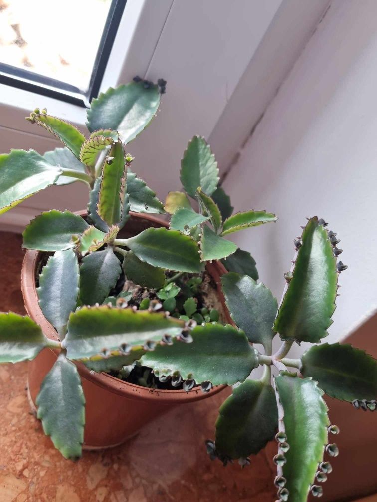 Zywororódka pierzasta roslina  lecznicza