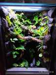 Terrarium tropikalne