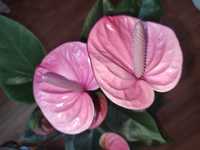 Антуріум рожевий крупноквітковий