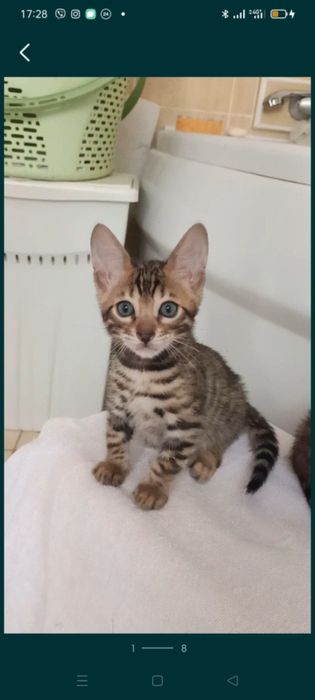 Продам бенгальські киці.