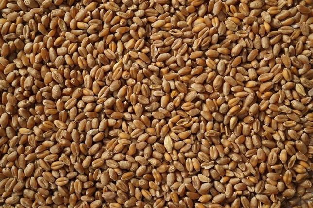 Продам пшеницю врожаю 2022 року