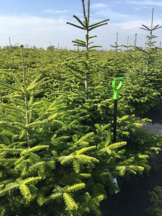 Jodła kaukaska prosto z plantacji , od 60 do 300 cm .