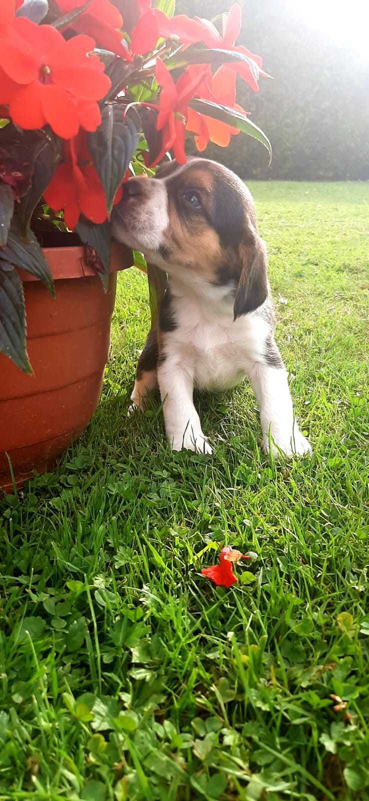 Piesek Beagle, rodowód, tricolor, rodzice na miejscu