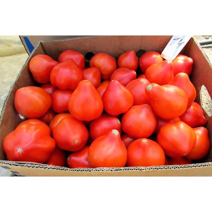 Семена Насіння помідор ПЕКОНЕТ F1  PEKONET F1 помидор 2025року