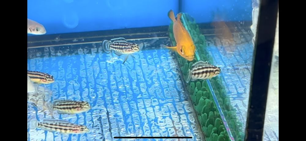 Цихлиды Малави, Танганьки, американские