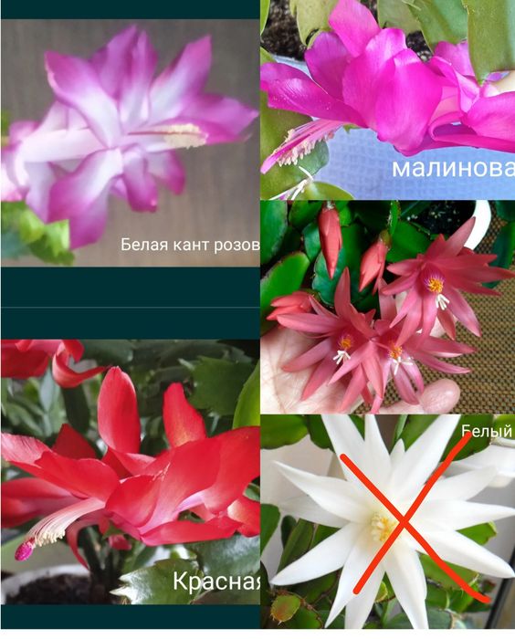5 сортов укорененных сигментов Шлюмбергеры, декабриста.