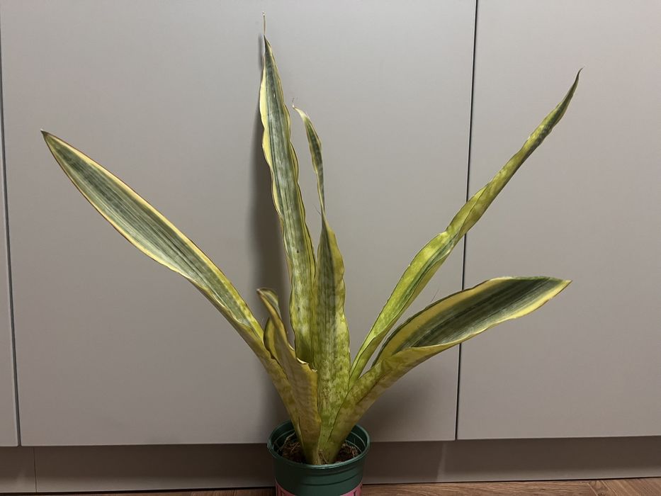 Драцена санрайз шлюмберга фікус сансевієрія маранта і