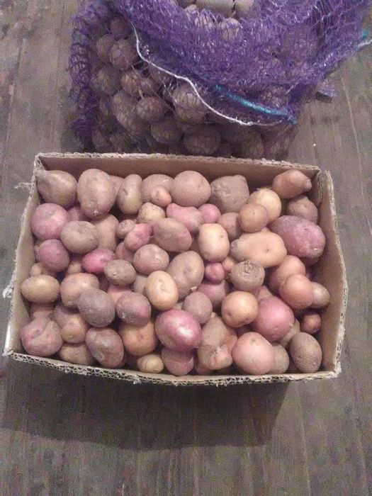 Картопля Дрібна Безкоштовна доставка