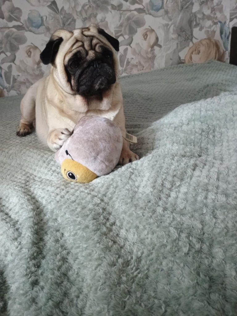 Suczka rasy Mops