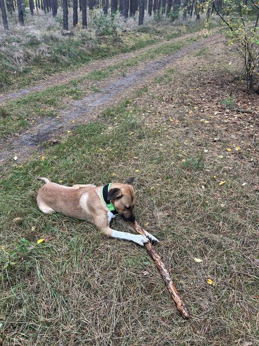 Pies rasy blackmouth cur
