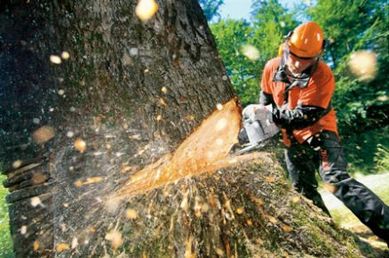 Wycinka drzew, prześwietlenie, cięcia techniczne, prace w ogrodzie