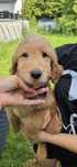 Goldendoodle f1 standard piesek