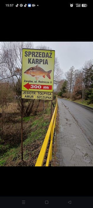 Sprzedam ryby . Karpia Amury Tołpygi  Jesiotry