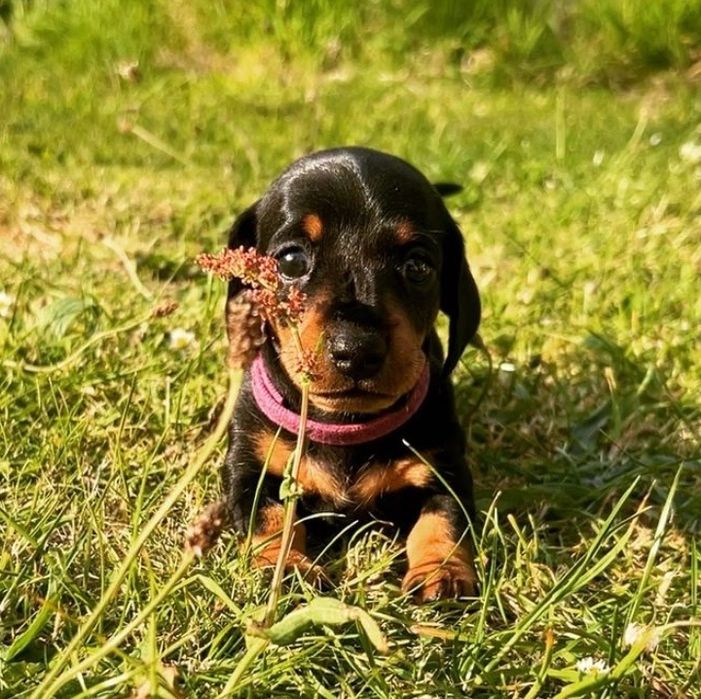 Чорні таксята з рудим підпалом .