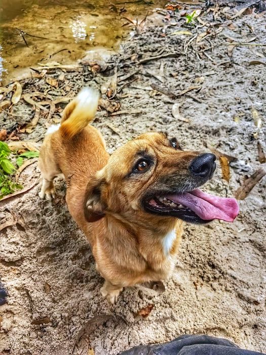 Adota.nos (cães para adoção responsável)