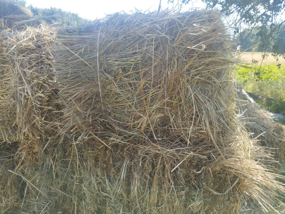 Продам тюки сіна та соломи