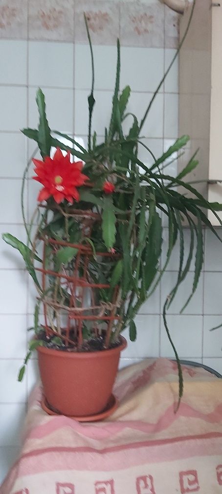 Комнатный цветок Эпифиллум Аккермана