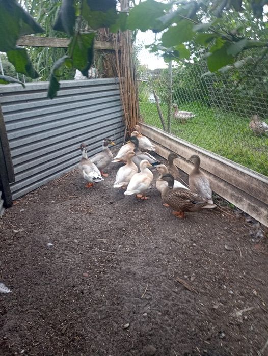Sprzedam kaczki call duck kolorowe