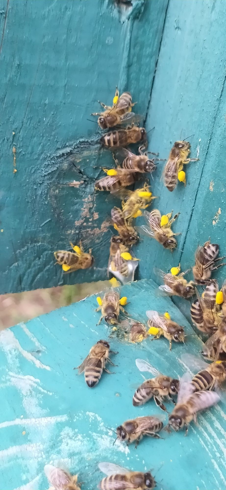 Продам бджоло пакети, відводи бджіл