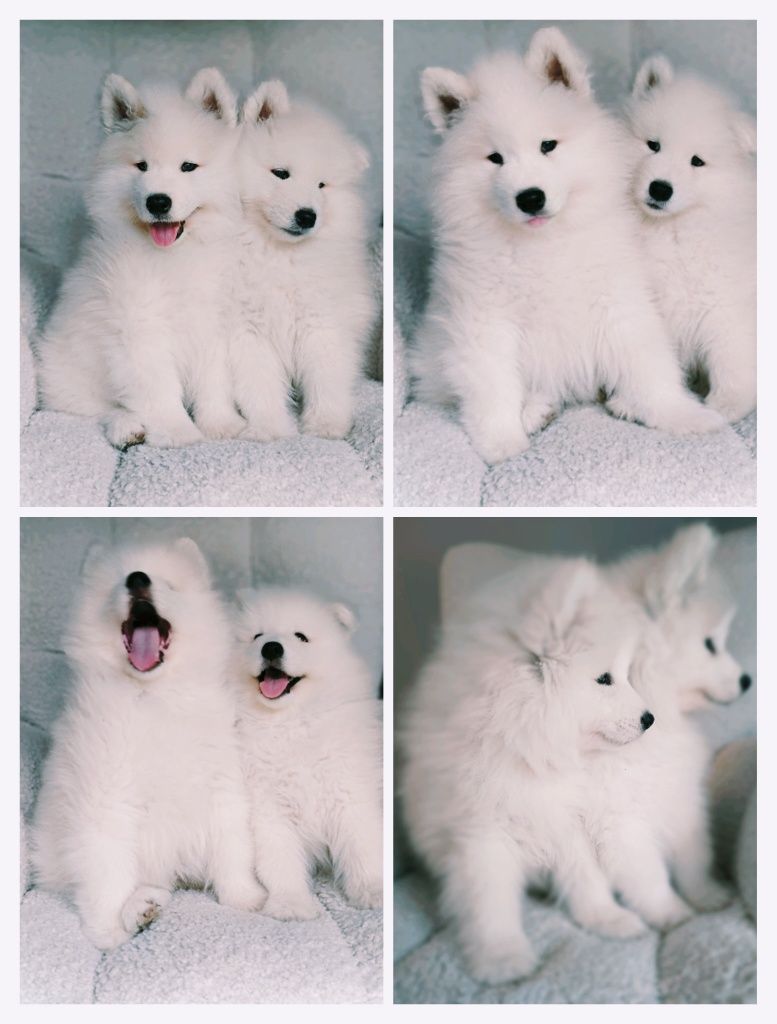 Szczeniaczek Samoyed  piesek gotowy do odbioru