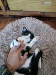 Doa-se Gatinho Bebé Macho