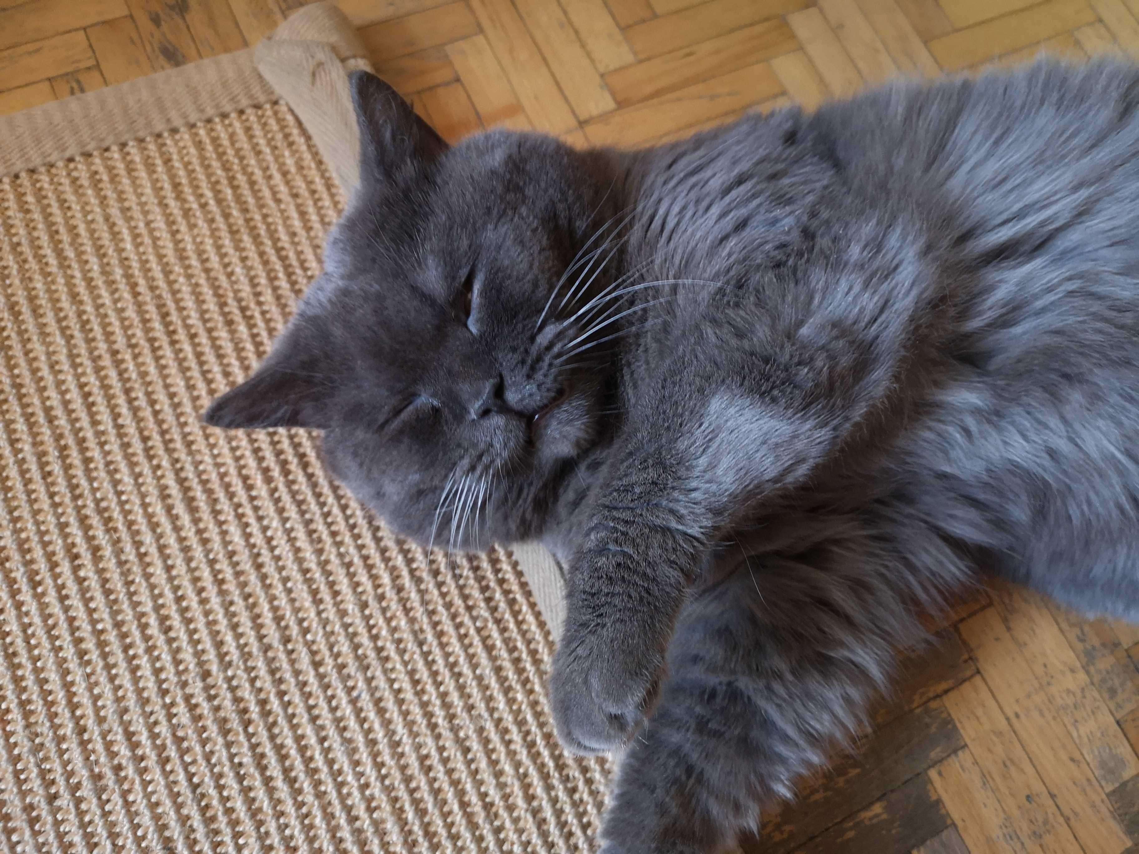 Zaginął kot szkocki brytyjski niebieski Bielsko-Biała Mikuszowice Krak