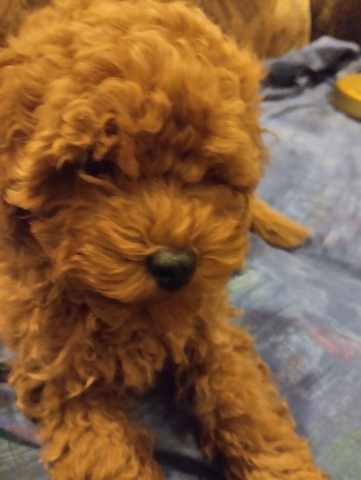 Щенки той пудель