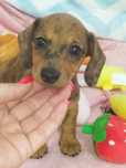 Teckel linda menina com Lop (Pedigree)